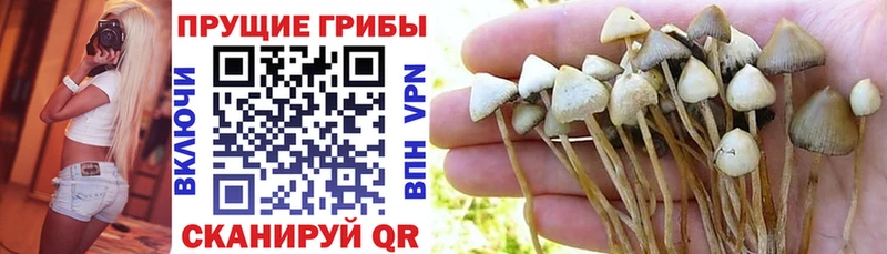 где найти наркотики Калининск Галлюциногенные грибы Cubensis
